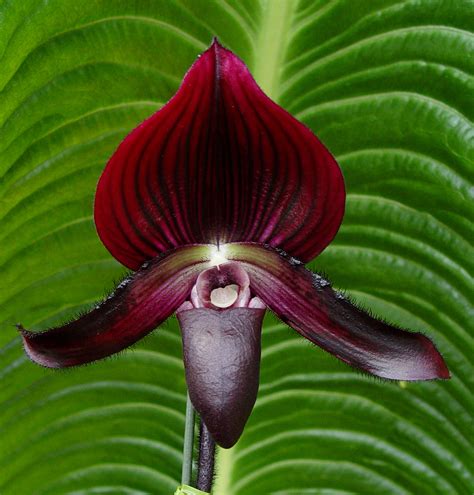 Unraveling the Genetic Traits of Paphiopedilum magi cherry Orchids